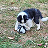Sam a rejoint le concours — aidez-le/la à gagner de superbes lots ! puppy, dog, soccer_ball, grass, outdoor, animal, pet, black_and_white, playing, young, fur, nature, cute, small, field, canine, active, fun, grassland, daytime