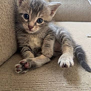 Kitty is registered to the contest to win money with this photo: kitten, cat, pet, animal, feline, cute, young, small, couch, indoor, fur, whiskers, paws, ears, relaxed, resting, domestic, mammal, adorable, curious
