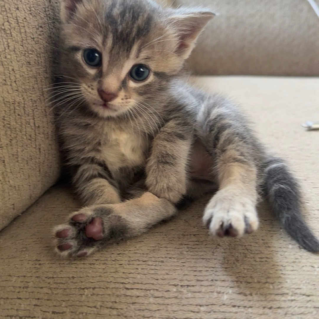 Kitty