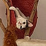 cat, cat_tree, basket, wood, fur, pet, animal, indoor, curious, wide_eyes, cozy, resting, playful, furniture, home, domestic, cute, whiskers, ears, climbing