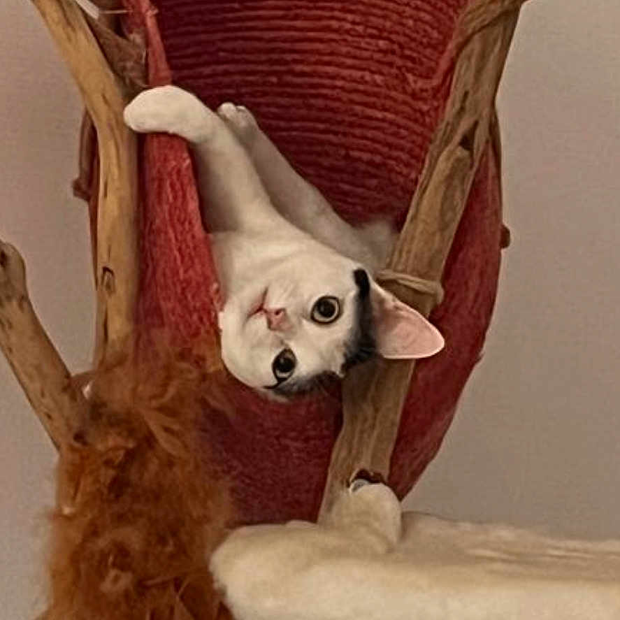 Nala participe au concours pour gagner de l'argent avec cette photo : animal, basket, cat, cat_tree, climbing, cozy, curious, cute, domestic, ears, fur, furniture, home, indoor, pet, playful, resting, whiskers, wide_eyes, wood