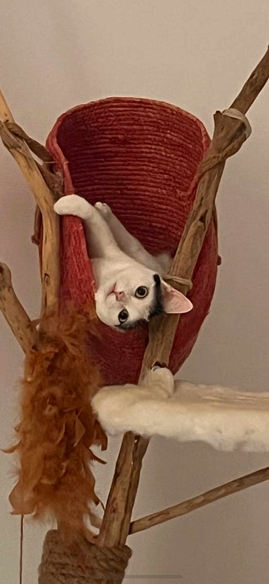 Nala participe au concours pour gagner de l'argent avec cette photo : cat, cat_tree, basket, wood, fur, pet, animal, indoor, curious, wide_eyes, cozy, resting, playful, furniture, home, domestic, cute, whiskers, ears, climbing
