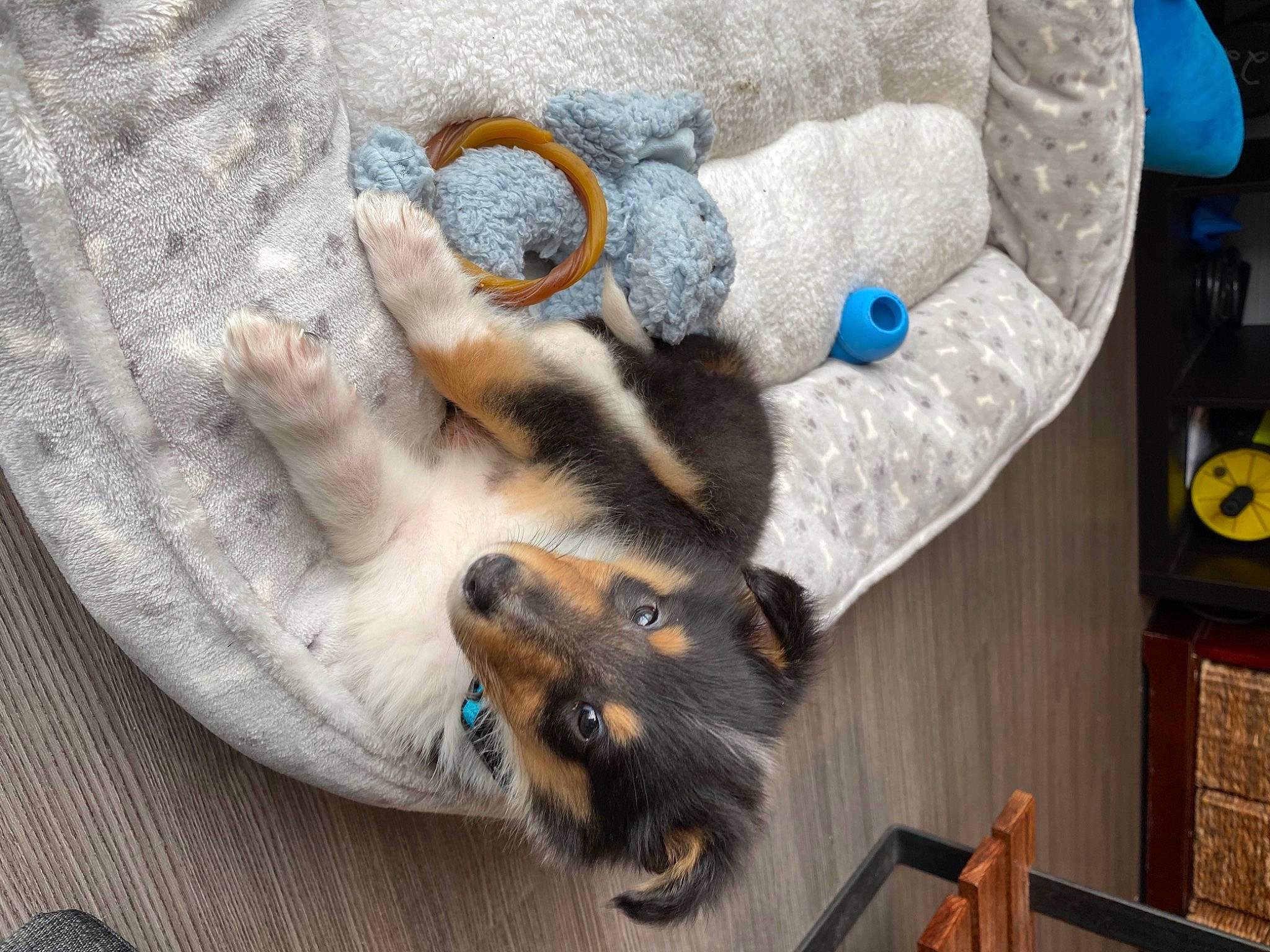 Jet joined the competition — help win amazing prizes! canidae, carnivore, companion_dog, dog, dog_breed, fur, german_shepherd_dog, guard_dog, herding_dog, paw, plush, snout, sporting_group, vertebrate, whiskers, working_animal, working_dog