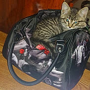 Harley joined the competition — help win amazing prizes! kitten, cat, tabby, bag, handbag, tattoo_art, floor, wooden_floor, indoor, pet, cute, animal, curious, sitting, black_bag, decorated_bag, feline, small_animal, domestic_cat, cozy