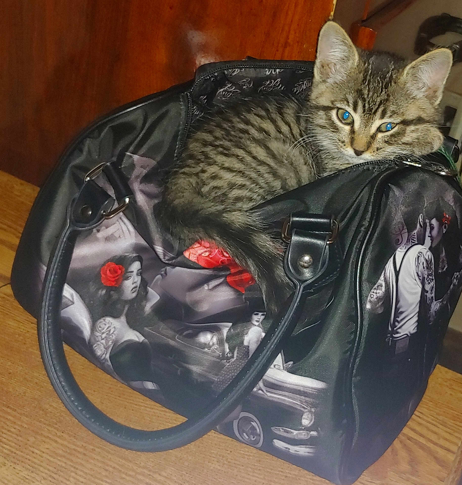 Harley joined the competition — help win amazing prizes! kitten, cat, tabby, bag, handbag, tattoo_art, floor, wooden_floor, indoor, pet, cute, animal, curious, sitting, black_bag, decorated_bag, feline, small_animal, domestic_cat, cozy