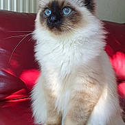 Umber participe au concours pour gagner de l'argent avec cette photo : angora, animal, architecture, armchair, building, cat, chair, couch, cushion, furniture, homedecor, indoors, kitten, livingroom, manx, pet, room, siamese