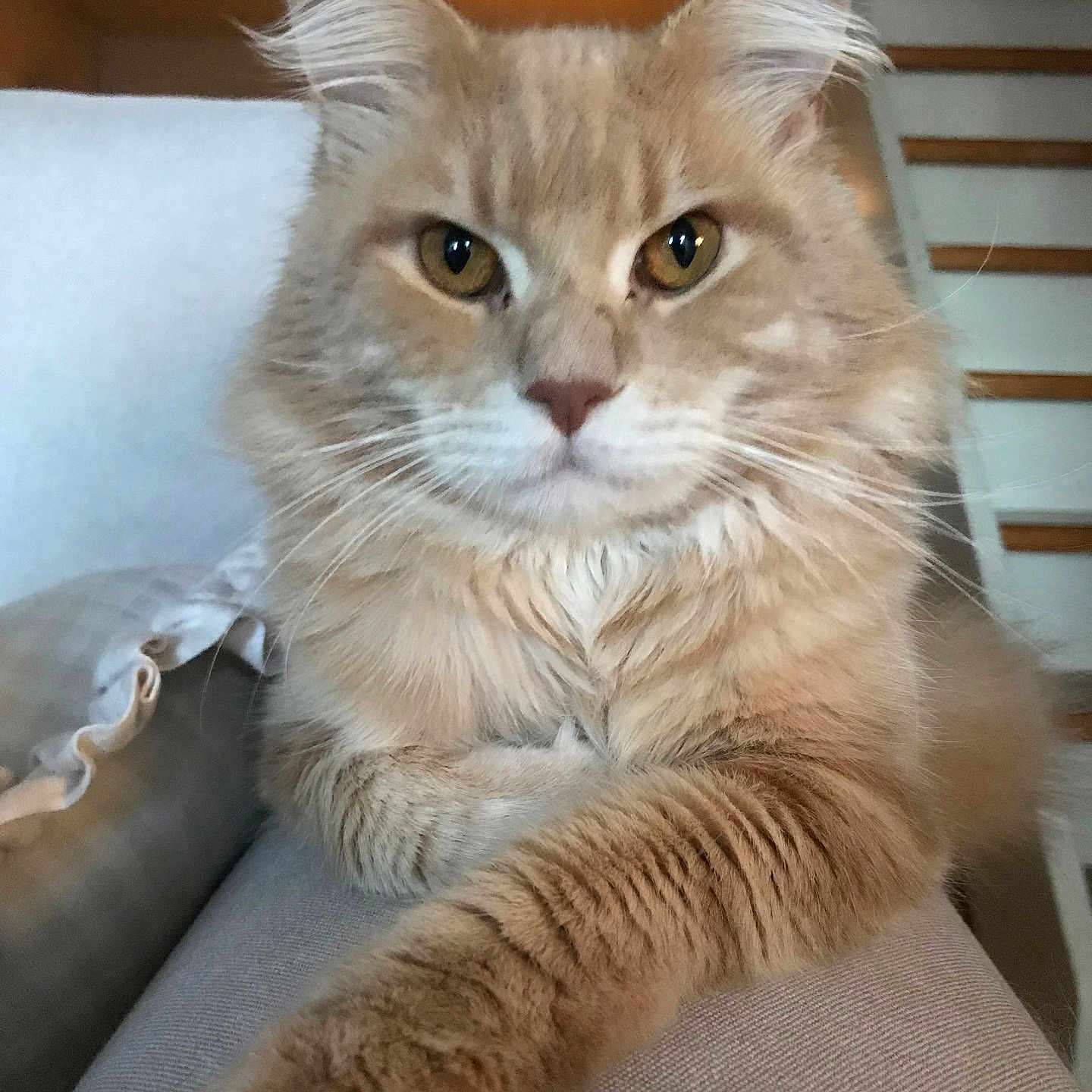 Yoshi participe au concours pour gagner de l'argent avec cette photo : abyssinian, angora, animal, architecture, building, cat, chair, couch, cushion, furniture, homedecor, house, housing, indoors, interiordesign, kitten, manx, pet, staircase, wood