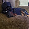 Duke is registered to the contest to win money with this photo: dog, canine, pet, lying_down, sunglasses, cap, brown_couch, indoor, relaxed, resting, black_and_tan, fur, paw, snout, leisure, household, comfortable, domestic_animal, cool, portrait