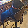 dog, black_dog, chair, kitchen, countertop, sink, floor, collar, domestic, pet, wooden_chair, household, indoor, flooring, cabinet, appliance, furniture, canine, animal, side_view
