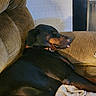 Duke joined the competition — help win amazing prizes! dog, doberman, couch, brown, blanket, resting, sleeping, indoor, pet, animal, cozy, relaxed, fur, face, tongue, home, furniture, canine, comfort, domestic