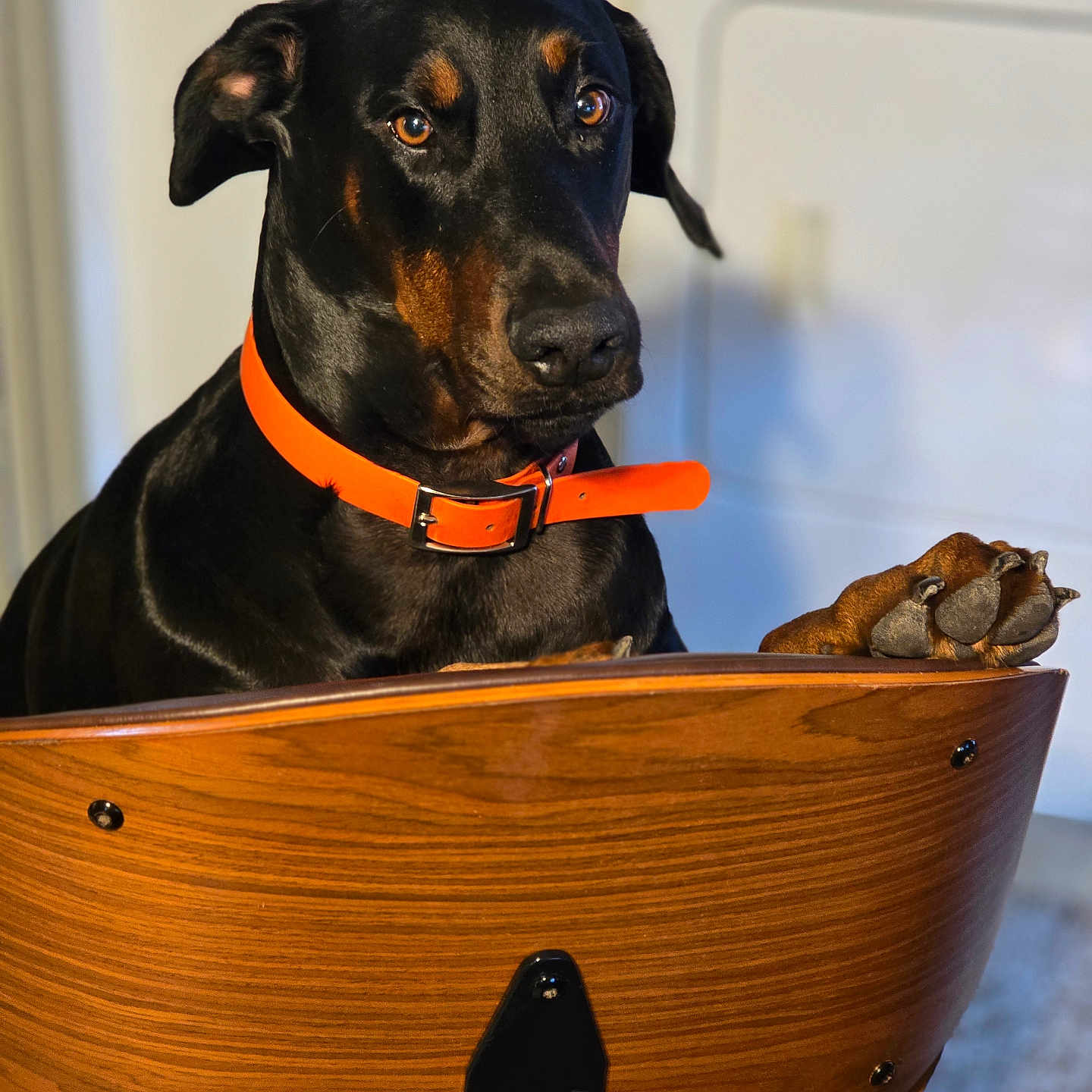 Duke joined the competition — help win amazing prizes! dog, doberman, black_dog, orange_collar, paw, wooden_chair, indoor, pet, animal, fur, portrait, looking_away, ears, nose, eyes, sitting, domestic_animal, furniture, household, closeup