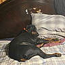 dog, sleeping, bed, pillow, plaid, orange_collar, wooden_headboard, bird_motif, indoors, resting, cozy, large_dog, doberman, fur, paw, blanket, relaxing, animal, canine, night
