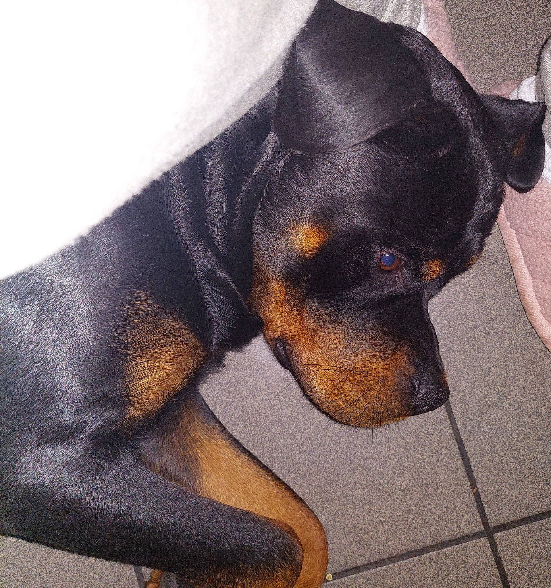 Drago a rejoint le concours — aidez-le/la à gagner de superbes lots ! carnivore, companion_dog, dog, dog_breed, guard_dog, lithuanian_hound, montenegrin_mountain_hound, pinscher, terrestrial_animal, toy_dog, working_animal, working_dog