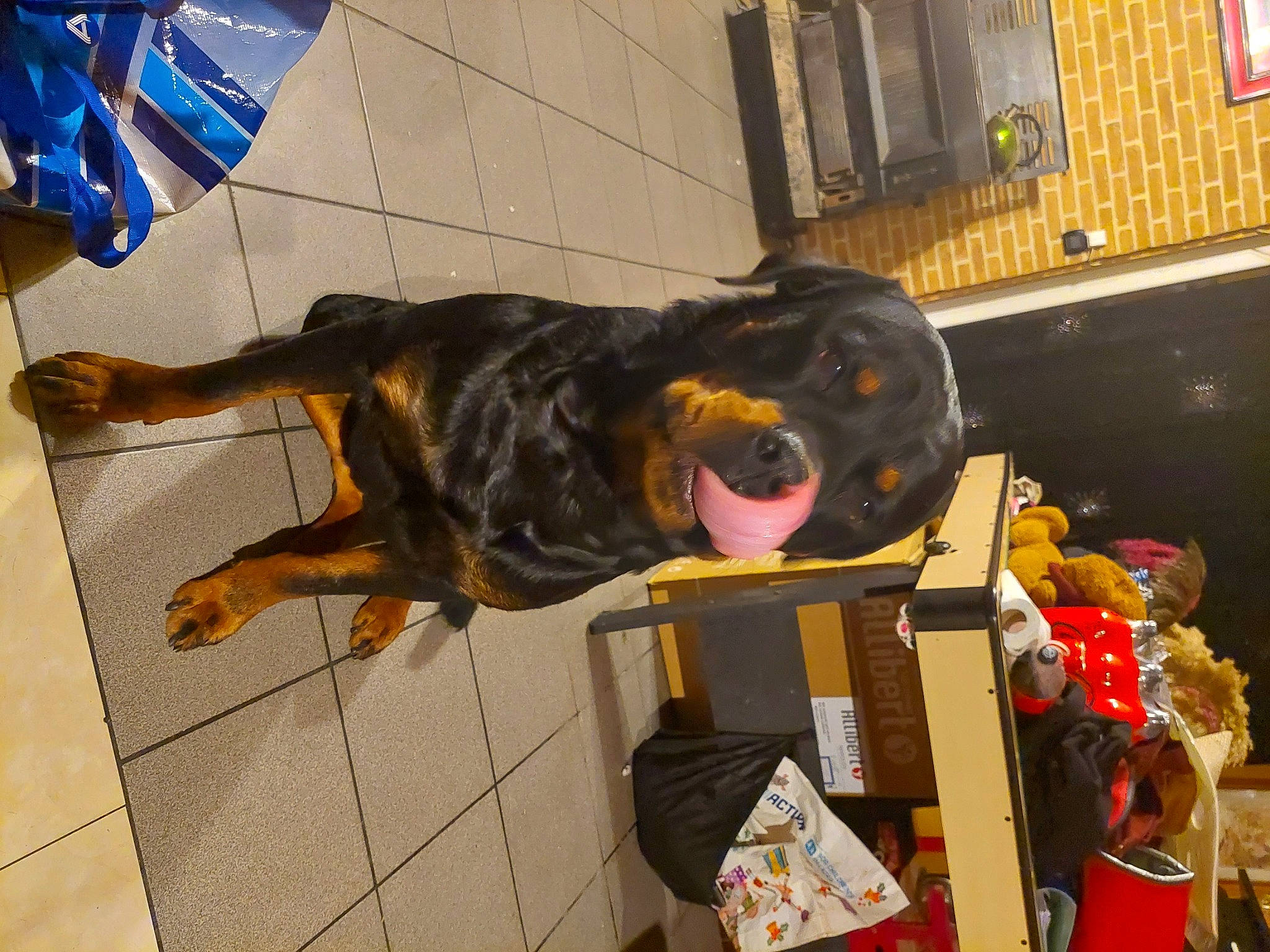 Drago a rejoint le concours — aidez-le/la à gagner de superbes lots ! canidae, carnivore, collar, companion_dog, dog, dog_breed, door, event, flooring, fur, guard_dog, sporting_group, tail, window, working_animal, working_dog