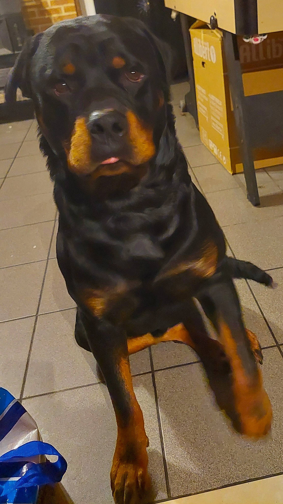 Drago participe au concours pour gagner de l'argent avec cette photo : ancient_dog_breeds, canidae, carnivore, collar, companion_dog, dog, dog_breed, fur, giant_dog_breed, guard_dog, hunting_dog, rottweiler, snout, sporting_group, terrestrial_animal, working_animal, working_dog