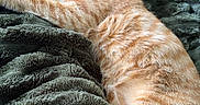 Bronco is registered to the contest to win money with this photo: cat, orange_tabby, sleeping, resting, pet, animal, feline, cozy, blanket, soft_texture, indoor, relaxation, cute, fur, whiskers, paw, home, comfort, nap, peaceful