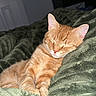 cat, orange_tabby, sleeping, blanket, green_blanket, cozy, indoors, pet, feline, cute, resting, fur, whiskers, ears, nap, domestic_cat, comfort, soft_texture, relaxed, animal