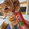 Bronco is registered to the contest to win money with this photo: cat, ginger_cat, pet, animal, treat, hand, nail_art, green_nails, outdoor, porch, blanket, person, fingers, sky, cloudy_sky, house, fence, curious, close_up, playful