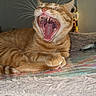 cat, ginger_cat, yawning, teeth, tongue, whiskers, paws, lying_down, indoor, blanket, furniture, cozy, pet, animal, feline, cute, closeup, fur, resting, sleepy