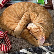 Bronco joined the competition — help win amazing prizes! cat, orange_tabby, sleeping, curled_up, blanket, sock, indoor, cozy, fur, pet, resting, home, tray, table, soft, nap, feline, striped, domestic_animal, relaxation