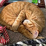 cat, orange_tabby, sleeping, curled_up, blanket, sock, indoor, cozy, fur, pet, resting, home, tray, table, soft, nap, feline, striped, domestic_animal, relaxation