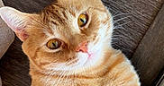 Bronco is registered to the contest to win money with this photo: animal, cat, closeup, curious, cute, domestic, ears, eyes, feline, fur, ginger_cat, indoor, orange, paws, pet, pink_nose, playful, relaxed, whiskers, wooden_floor