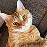 Bronco is registered to the contest to win money with this photo: cat, ginger_cat, pet, animal, feline, whiskers, ears, paws, fur, cute, domestic, relaxed, indoor, wooden_floor, curious, closeup, orange, eyes, pink_nose, playful