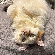 Smudge joined the competition — help win amazing prizes! cat, fluffy, white, orange_patches, green_eyes, upside_down, lying_down, blanket, gray, cozy, fur, pet, indoors, relaxed, cute, animal, whiskers, ears, nose, home_decor