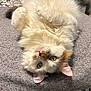 cat, fluffy, white, orange_patches, green_eyes, upside_down, lying_down, blanket, gray, cozy, fur, pet, indoors, relaxed, cute, animal, whiskers, ears, nose, home_decor