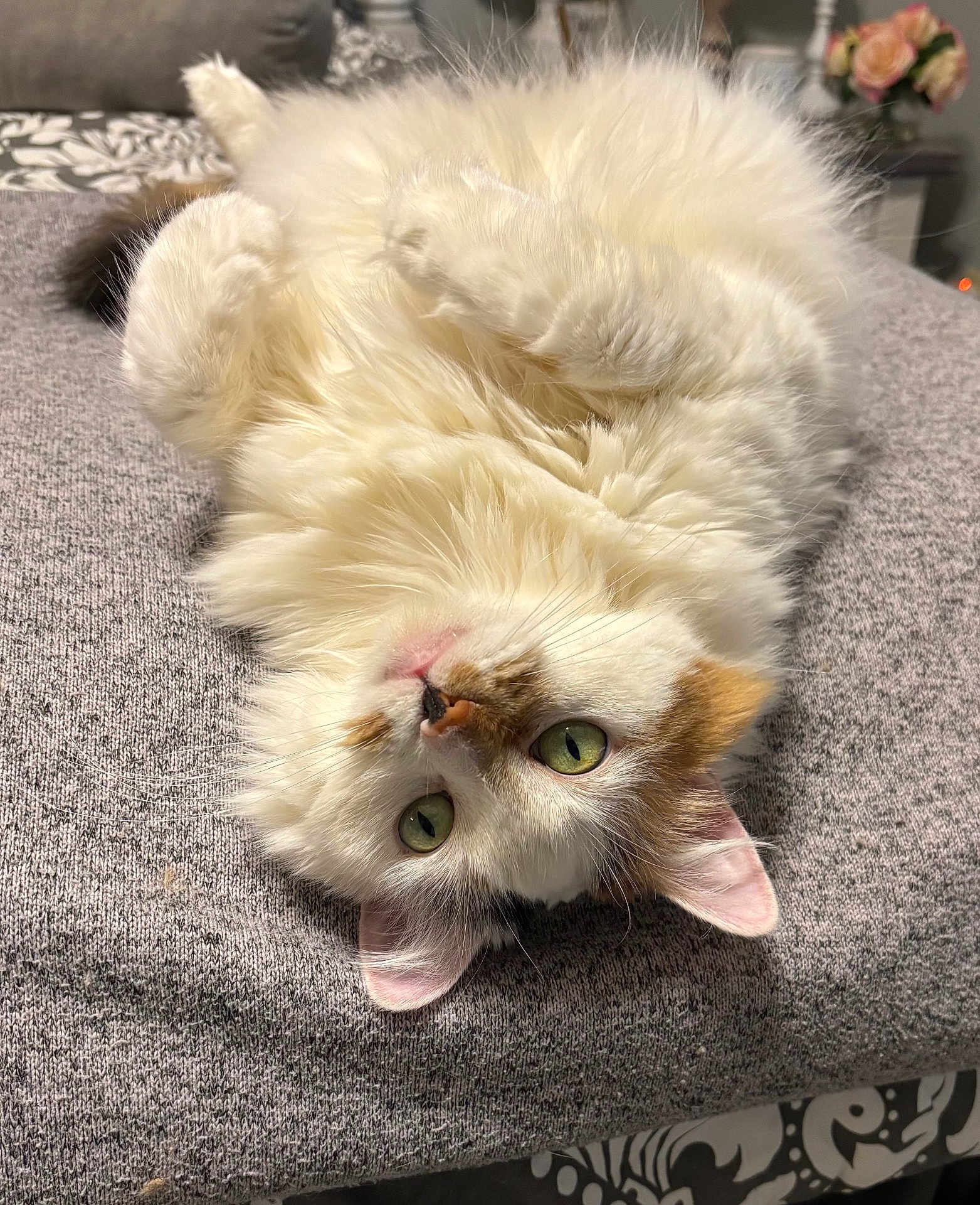 Smudge joined the competition — help win amazing prizes! cat, fluffy, white, orange_patches, green_eyes, upside_down, lying_down, blanket, gray, cozy, fur, pet, indoors, relaxed, cute, animal, whiskers, ears, nose, home_decor