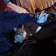 Goose is registered to the contest to win money with this photo: cat, tabby_cat, pet, bed, blanket, pillow, comforter, bedroom, indoor, furniture, cozy, striped_fur, whiskers, lying_down, looking_up, soft_lighting, clutter, cord, blanket_fold, headboard