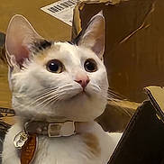 Tiger is registered to the contest to win money with this photo: cat, calico_cat, box, cardboard, collar, pet_tag, whiskers, ears, wide_eyes, close_up, portrait, indoor, curious, fur, nose, paws_hidden, feline, cute, domestic_pet, sitting