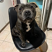 Saiko participe au concours pour gagner de l'argent avec cette photo : animal, black_chair, chair, cute, dog, domestic, ears, eyes, fur, gray_dog, home, indoor, kitchen, looking_up, nose, paws, pet, tile_floor, waiting, white_markings