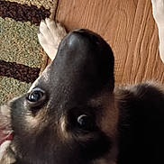 Blue joined the competition — help win amazing prizes! animal, black_and_tan, carpet, casual, close_up, companion, cozy, curious, dog, floor, fur, home, indoor, leg, looking_up, paw, person, pet, resting, wooden_floor