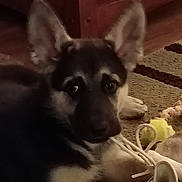Blue joined the competition — help win amazing prizes! puppy, dog, german_shepherd, indoor, carpet, toy, animal, pet, young, ears, face, floor, fur, laying, cute, domestic_animal, canine, mammal, home, animal_toy