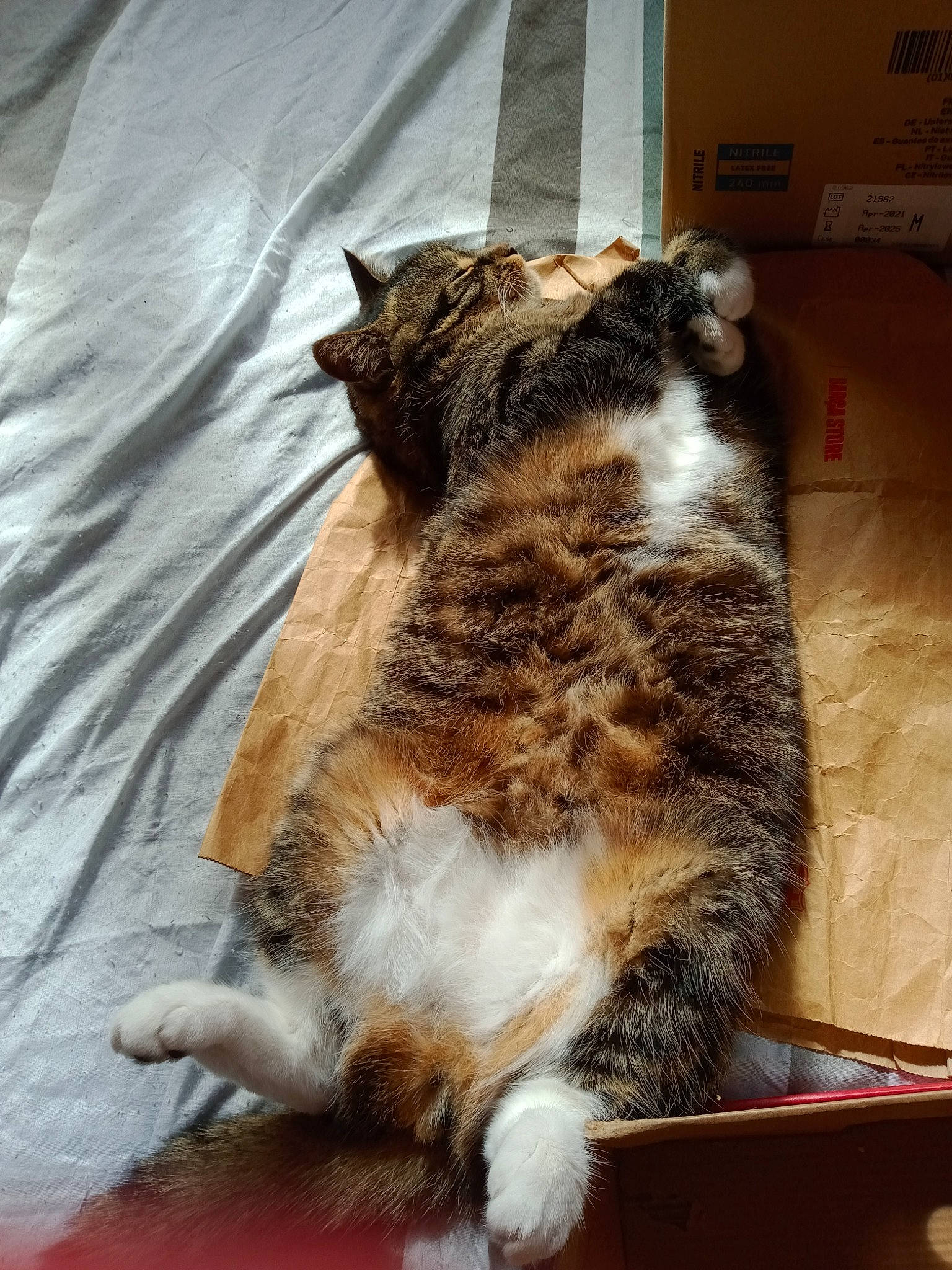 Icare participe au concours pour gagner de l'argent avec cette photo : carnivore, cat, claw, comfort, domestic_short_haired_cat, felidae, foot, fur, paw, sitting, small_to_medium_sized_cats, snout, tail, terrestrial_animal, whiskers, wood