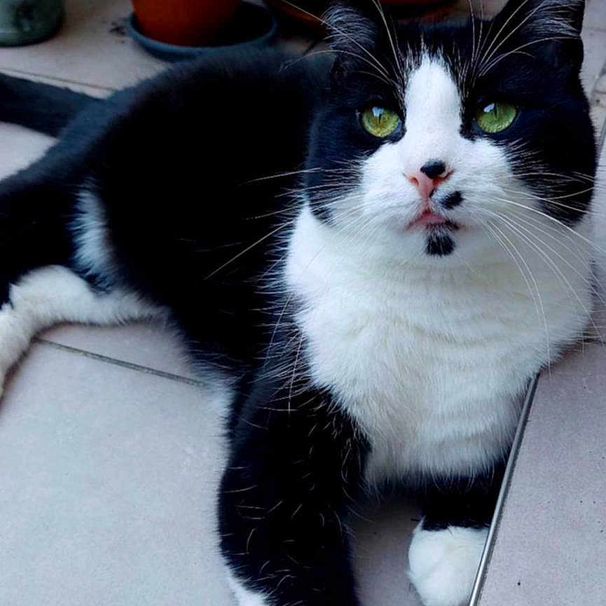 Gaston