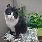 Gaston participe au concours pour gagner de l'argent avec cette photo : alert, balcony, bicolor, black_and_white, cat, cushion, feline, furniture, garden, greenery, home, outdoor, pet, plants, portrait, potted_plants, sitting, stool, watering_can, whiskers