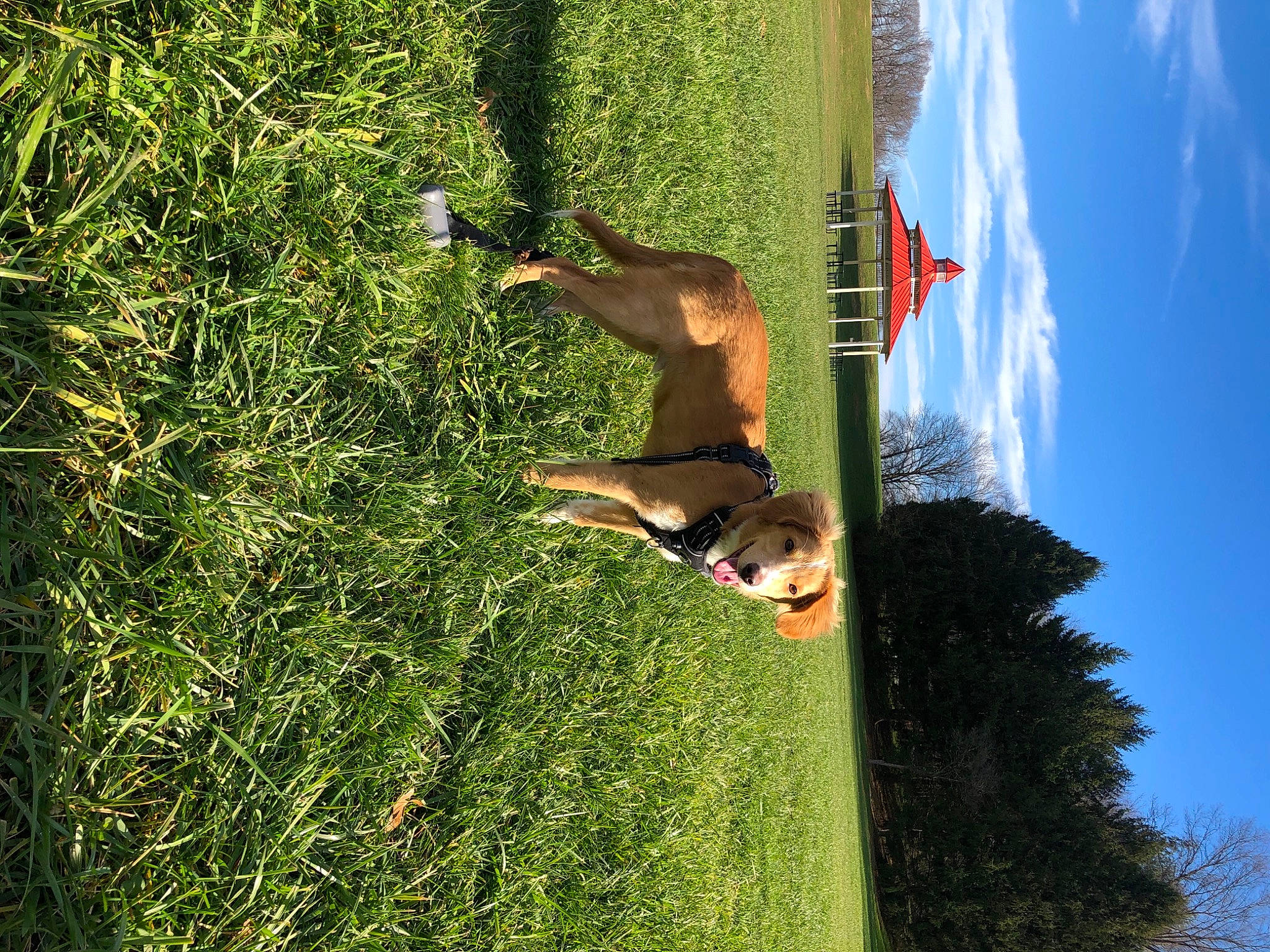 Nico is registered to the contest to win money with this photo: canidae, carnivore, dog, dog_breed, field, grass, grass_family, hunting_dog, lawn, mammal, meadow, pasture, sporting_group, summer, sunlight, working_dog