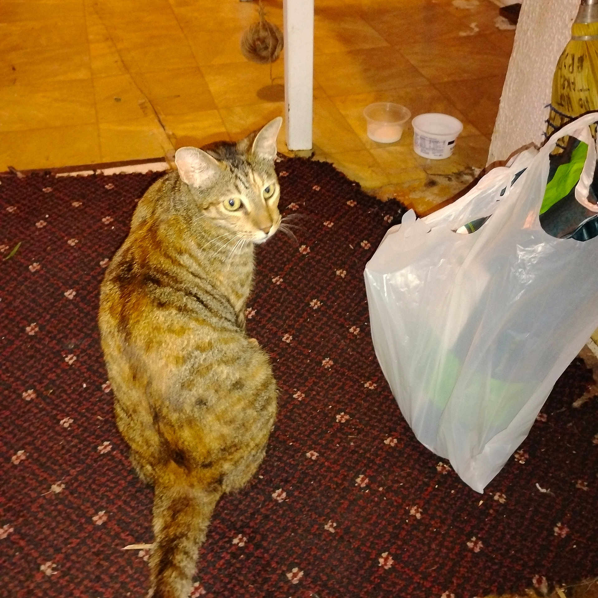 Mona joined the competition — help win amazing prizes! cat, tabby, indoor, rug, plastic_bag, floor, yellow_tile, container, pet, animal, curious, looking_back, domestic, feline, household, patterned_rug, brown, orange, striped, whiskers