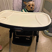 Toby joined the competition — help win amazing prizes! animal, appliance, companion, curious, cute, dog, domestic, floor, furniture, high_chair, home, indoor, kitchen, pet, quiet, seat, small_dog, stove, sweater, tile_floor