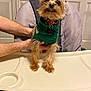 Toby joined the competition — help win amazing prizes! animal, close_up, cute, dog, door, door_handle, expression, fur, furniture, green_sweater, hands, high_chair, household, indoor, pet, red_collar, scruffy, small_dog, tag, tray