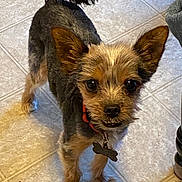 Toby joined the competition — help win amazing prizes! dog, small_dog, pet, animal, floor, tile_floor, collar, tag, ears, fur, brown_fur, black_fur, standing, looking_up, indoor, cute, canine, companion, domestic_animal, alert