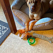 Liam is registered to the contest to win money with this photo: dog, dog_bed, toy, floor, tile_floor, indoor, pet, brown_dog, stuffed_toy, green_toy, relaxed, paw, furniture_leg, cozy, home, animal, resting, companion, domestic, light_and_shadow