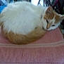 Lucy is registered to the contest to win money with this photo: animal, cat, cozy, curled_up, cute, domestic, feline, fur, indoor, laying, mammal, orange, pet, relaxed, resting, sleep, sleepy, soft, towel, white