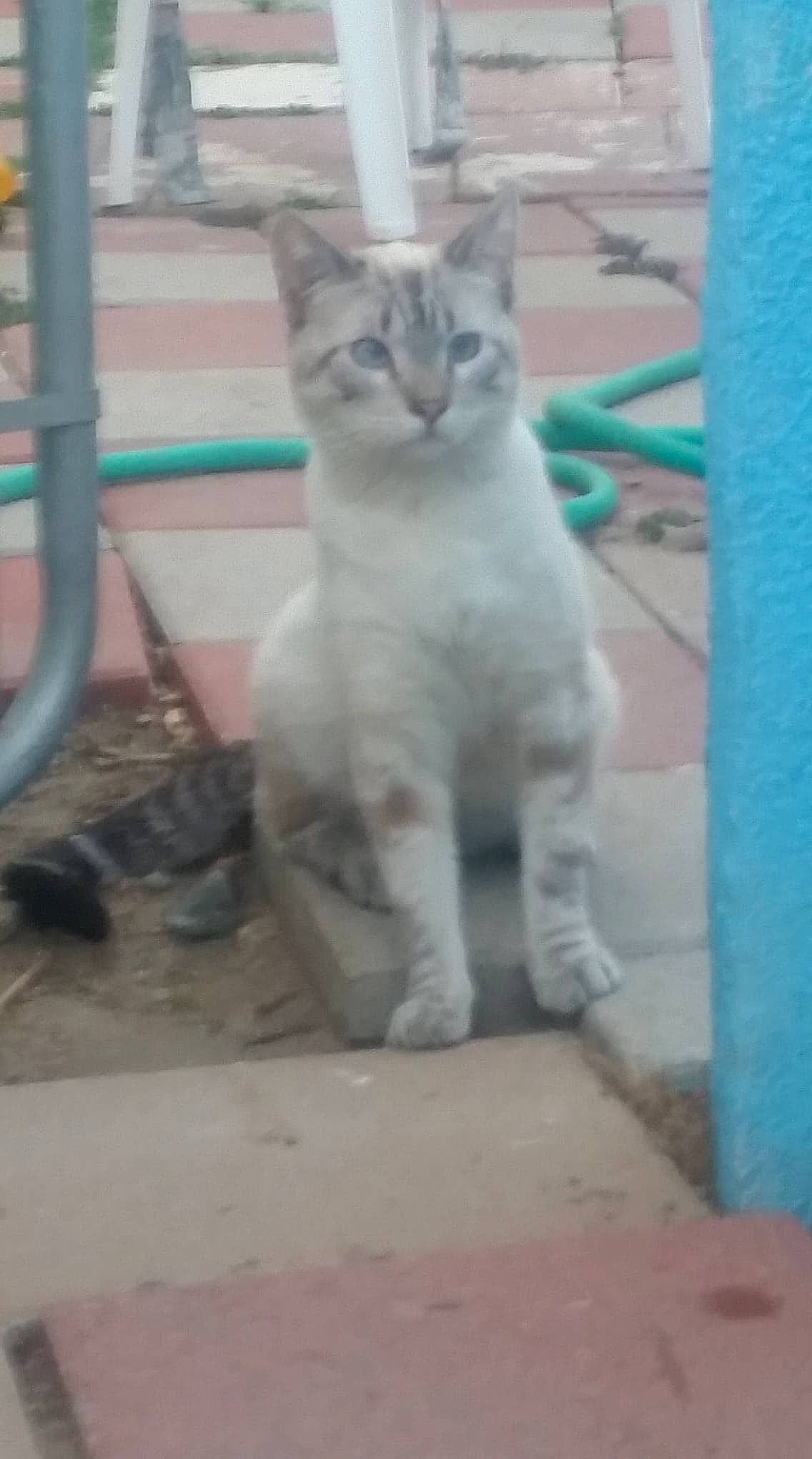 Brudda is registered to the contest to win money with this photo: carnivore, cat, domestic_short_haired_cat, felidae, fur, paw, small_to_medium_sized_cats, tail, terrestrial_animal, thai, whiskers