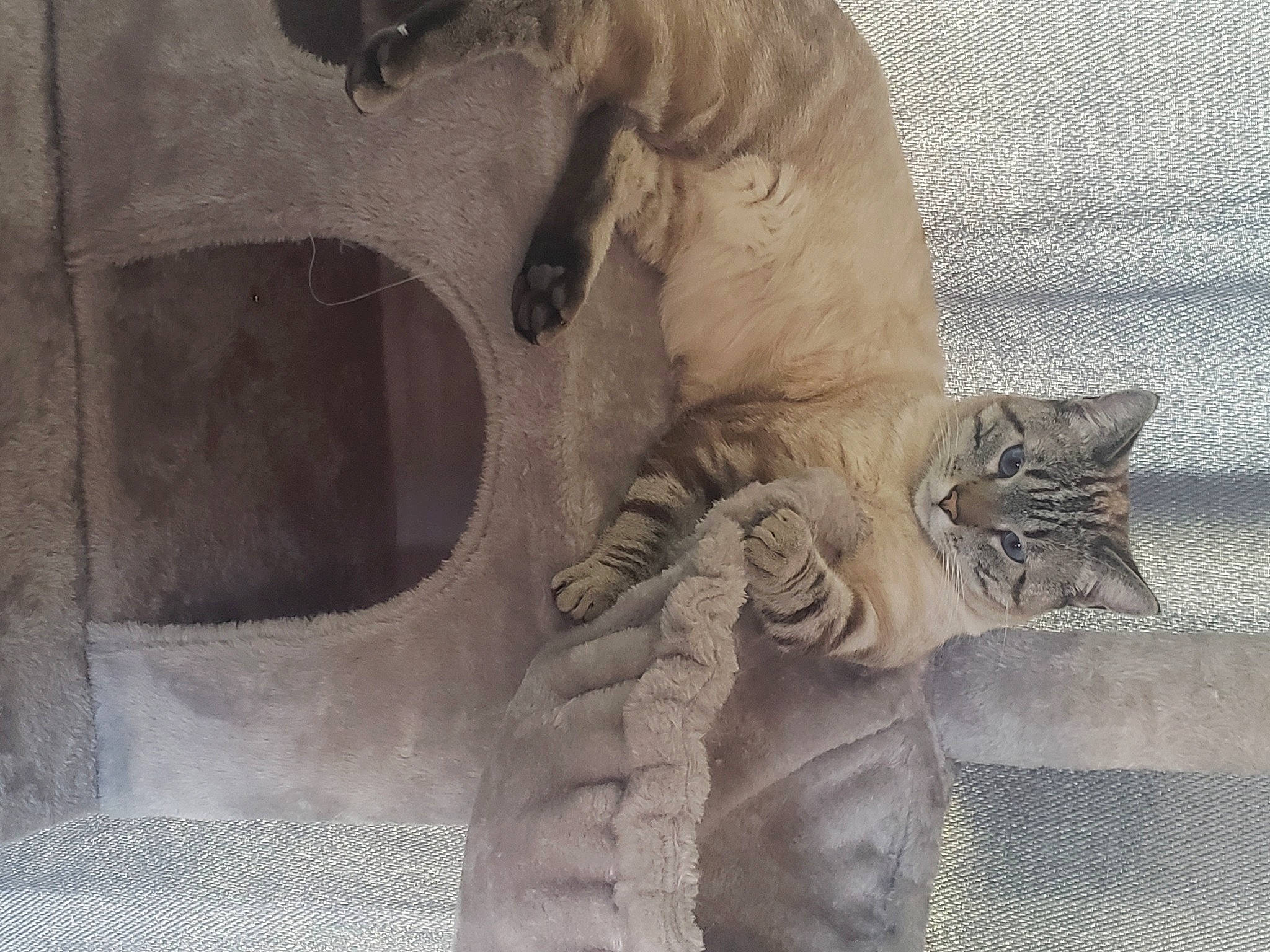 Brudda joined the competition — help win amazing prizes! art, artifact, big_cats, carving, classical_sculpture, eye, facade, felidae, grey, lion, monument, relief, sculpture, snout, statue, terrestrial_animal, wildlife, wood, working_animal, wrinkle