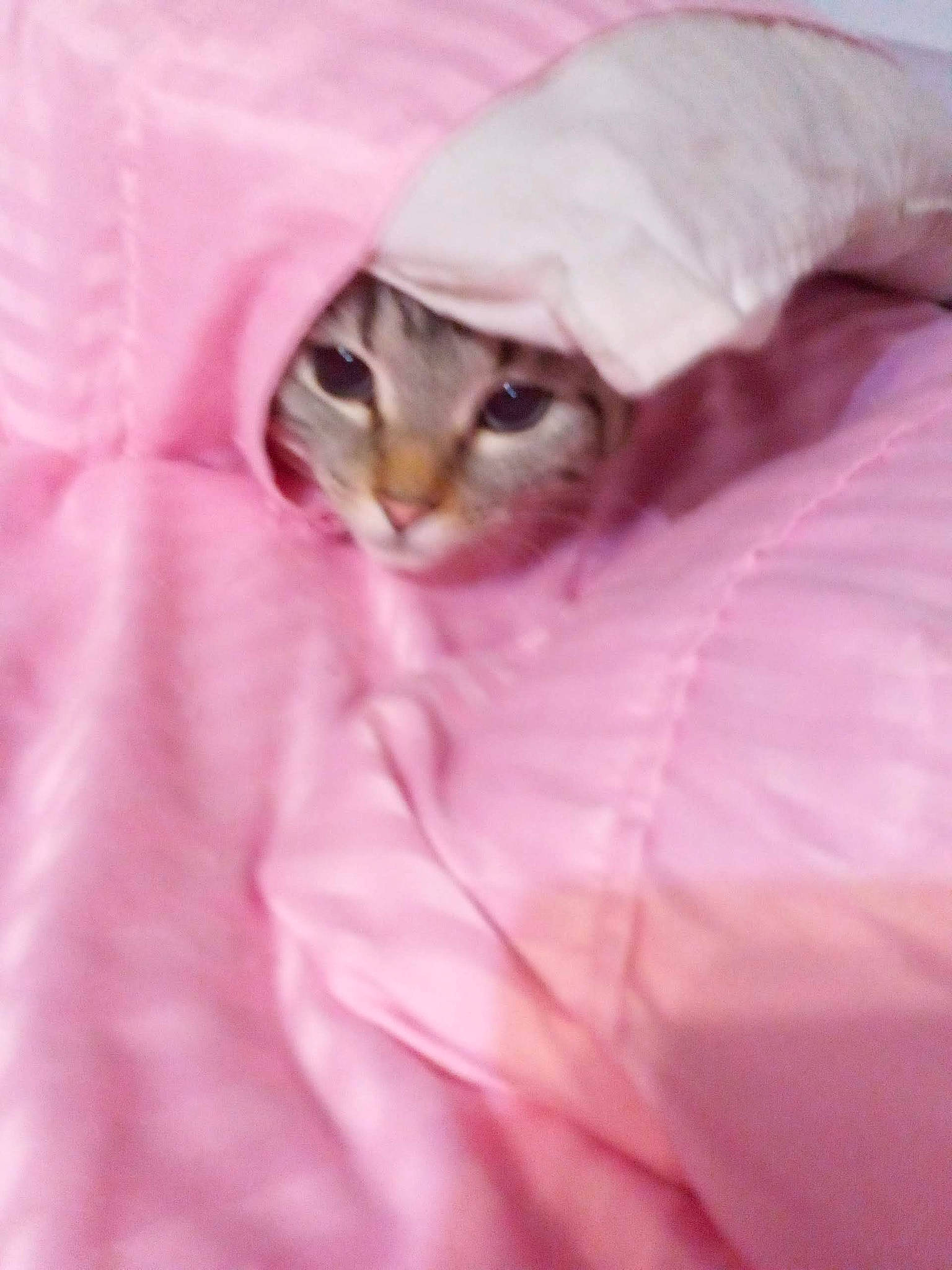 Sima is registered to the contest to win money with this photo: carnivore, cat, close_up, domestic_short_haired_cat, dress_shirt, fawn, felidae, formal_wear, fur, gesture, linens, magenta, nail, peach, petal, pink, purple, sleeve, small_to_medium_sized_cats, whiskers