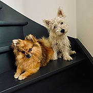 Bao Et Saiko a rejoint le concours — aidez-le/la à gagner de superbes lots ! animal_photography, companions, cute, dark_staircase, dogs, fluffy, head_tilt, home, indoor, long_hair, lying_down, orange_dog, pets, pointy_ears, portrait, puppies, scruffy, sitting, small_dogs, white_dog