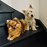 animal_photography, companions, cute, dark_staircase, dogs, fluffy, head_tilt, home, indoor, long_hair, lying_down, orange_dog, pets, pointy_ears, portrait, puppies, scruffy, sitting, small_dogs, white_dog